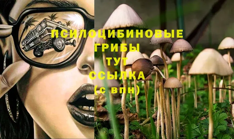 Галлюциногенные грибы Psilocybine cubensis  Киренск 